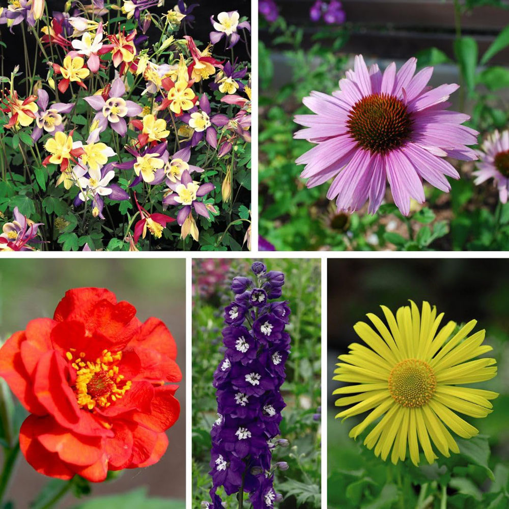 Thompson and Morgan Nurserymans Choice Perennial Mix Plug Plant 36 Pack with 5 Seed Image 1