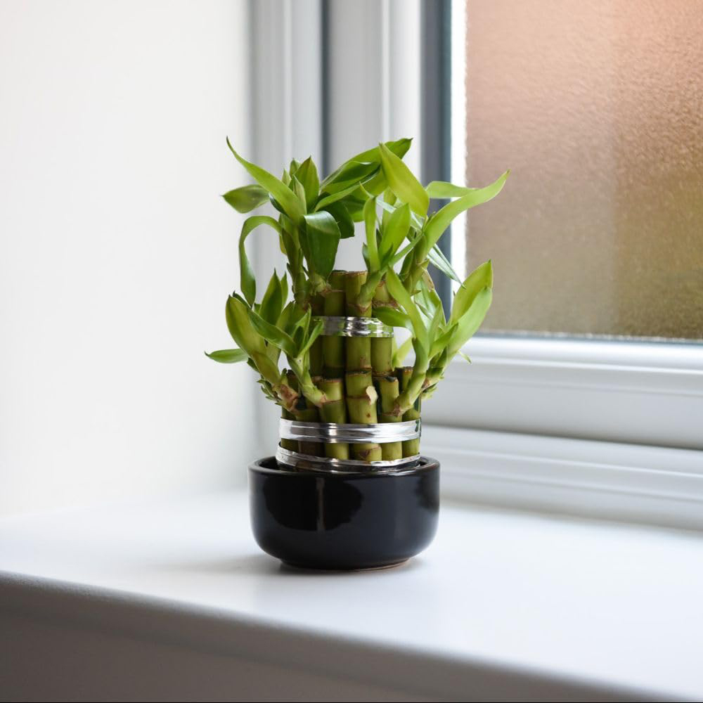 Thompson and Morgan 3 Level Dracaena Sanderiana Lucky Bamboo Plant Pot 10cm 2 Pack Image 4