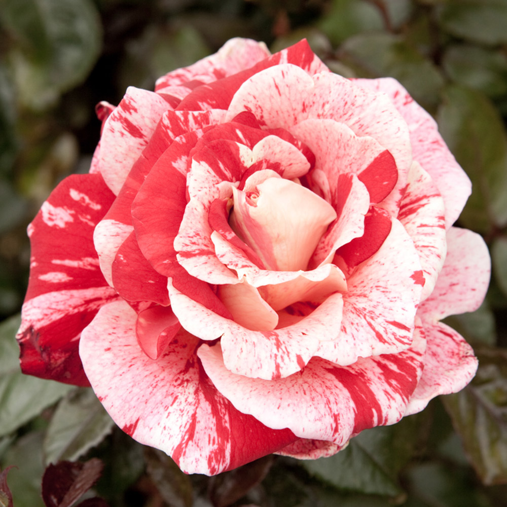 YouGarden Raspberry Ripple Bare Root Rose 2 Pack Image 1