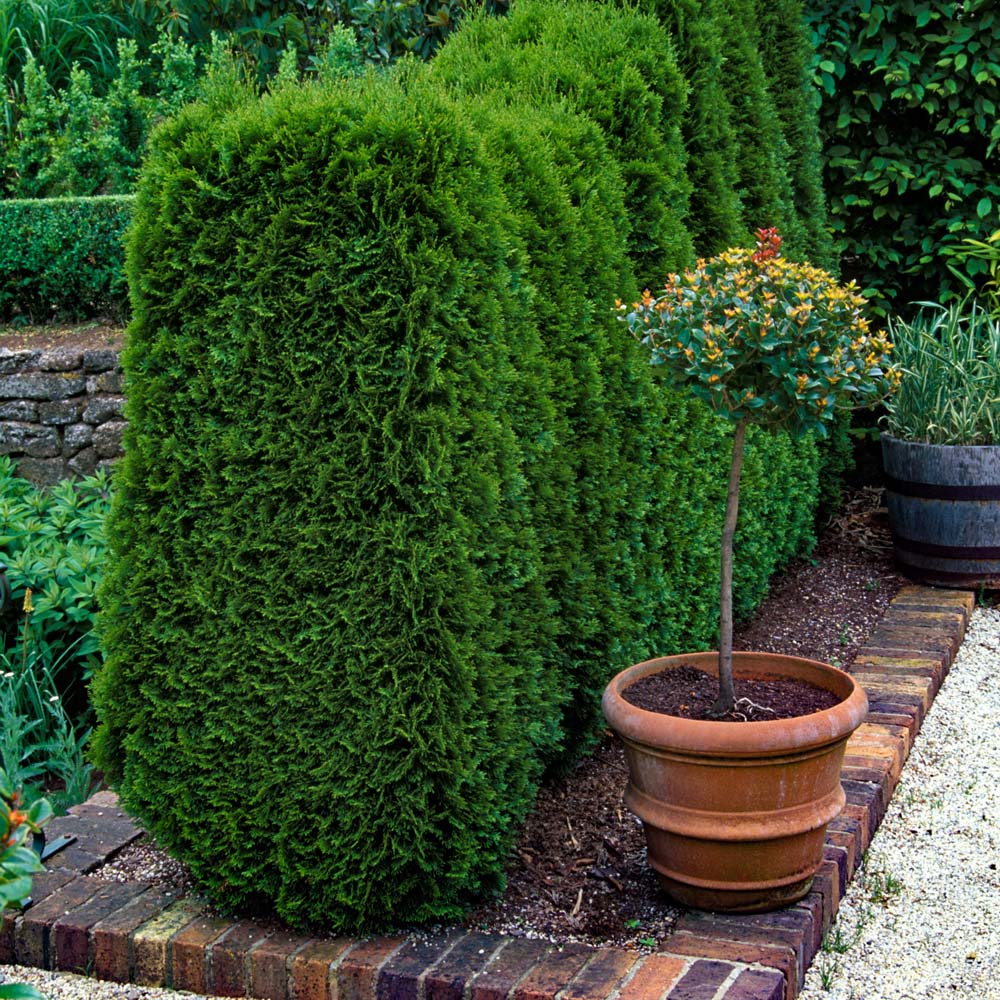 YouGarden Emerald Cedar Hedging Thuja Smaragd Plant Pot 9cm 12 Pack Image 3
