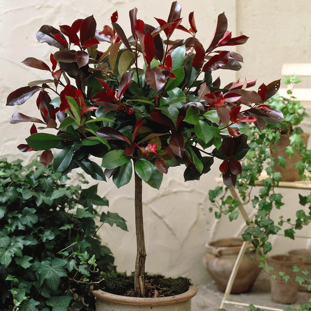 Thompson and Morgan Photinia Red Robin Plant Pot 3L Image 2