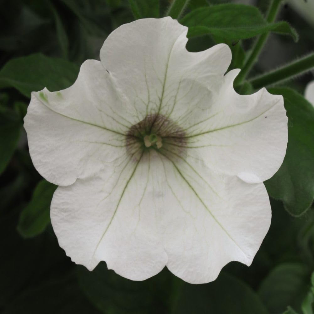 Thompson and Morgan Petunia White Trailing Surfinia Postiplug Plant 5 Pack Image 3