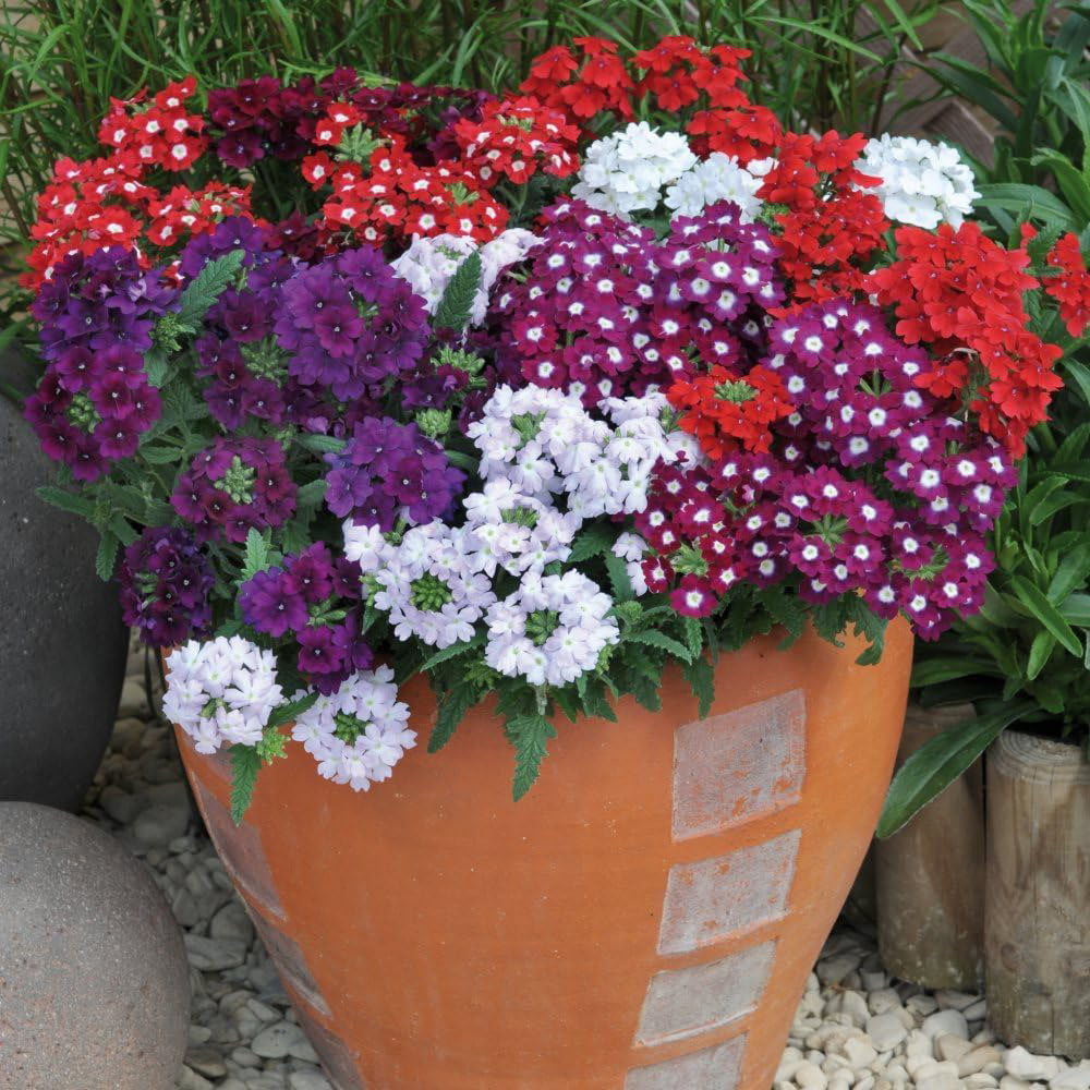 Thompson and Morgan Verbena Quartz Mixed Plant Plug 24 Pack Image 3