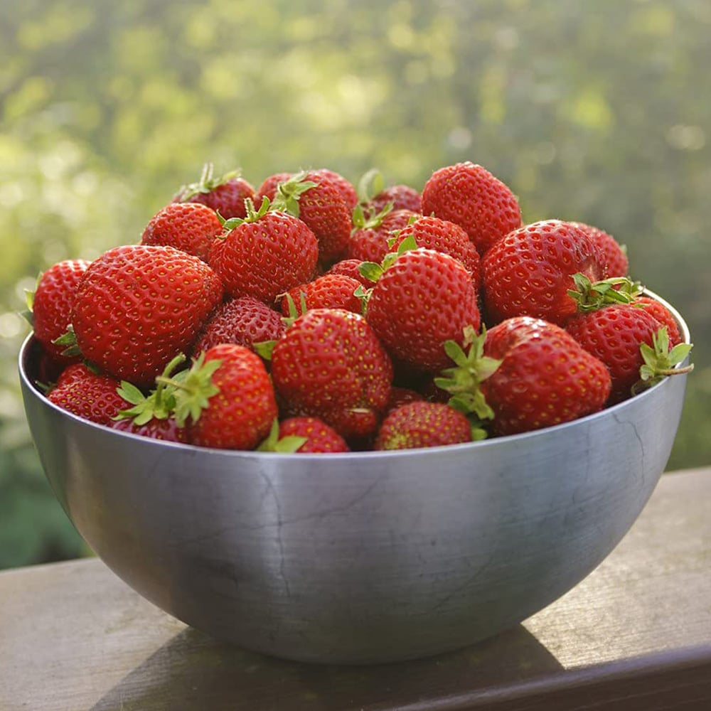 Thompson and Morgan Strawberry Fragaria Honeoye Plant in Pot 9cm 6 Pack Image 3