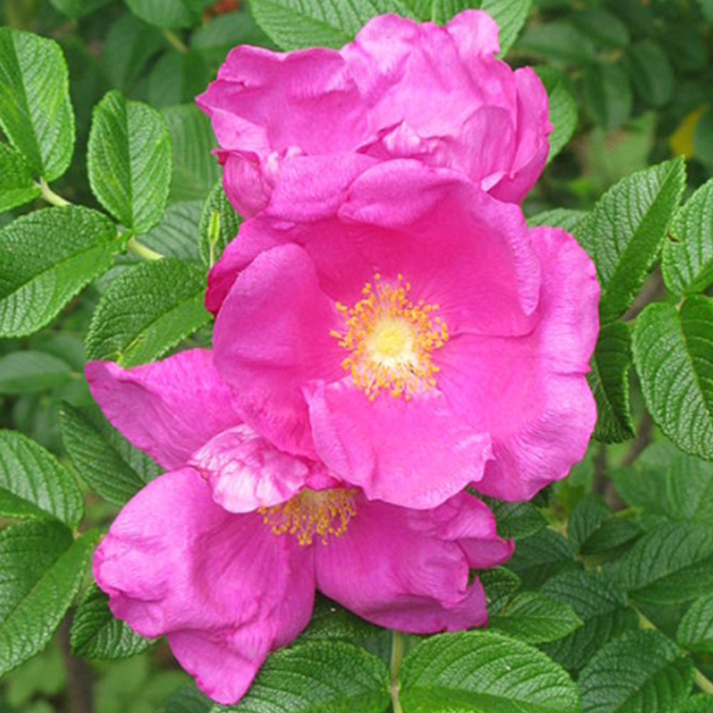 Inspirational Gifting Hedging Rose Bare Root Hedge Plant Sapling 30-60cm 5 Pack Image 5