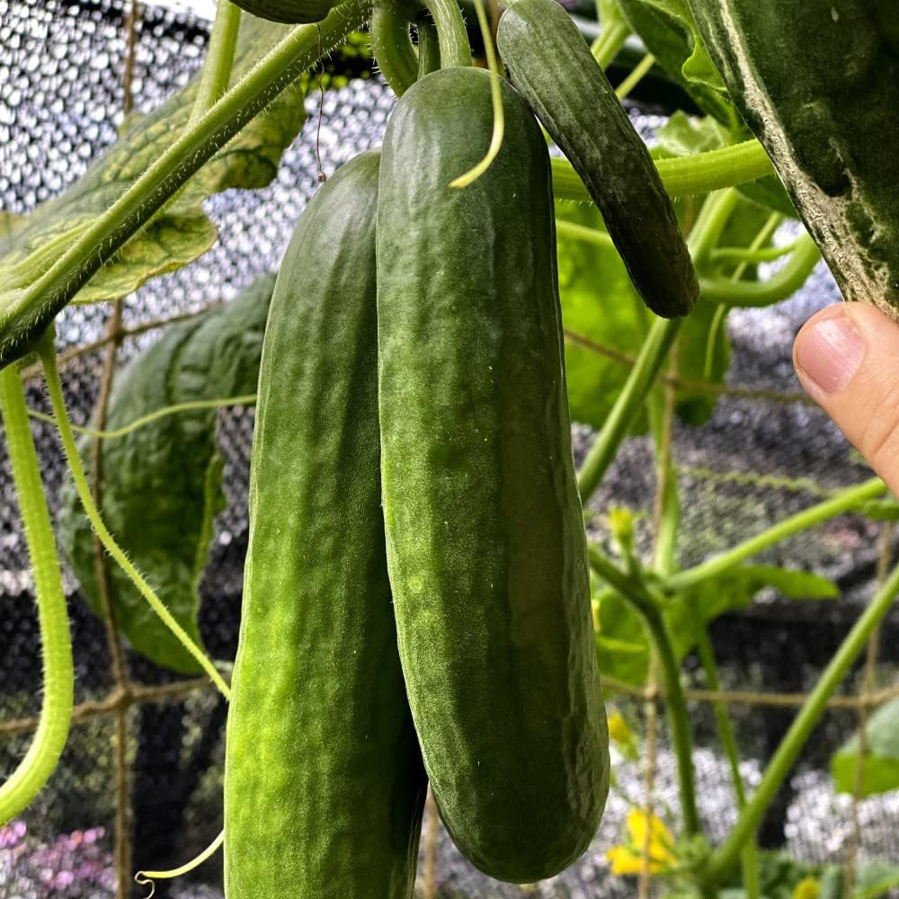 Thompson and Morgan Nurserymans Choice Grafted Vegetable Plant Pot 9cm Image 7