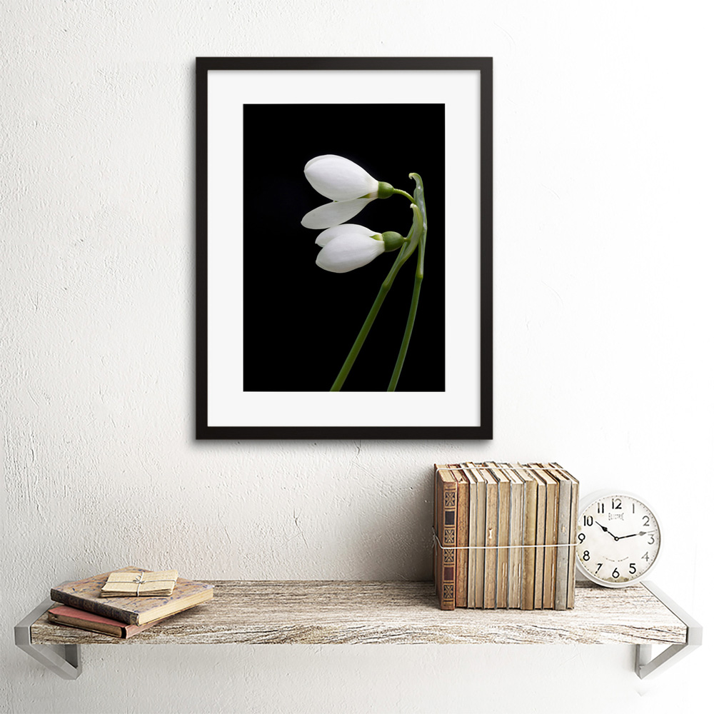 Wee Blue Coo Snowdrops Spring Flowers Bloom White and Framed Wall Art Print 30 x 41cm Image 2
