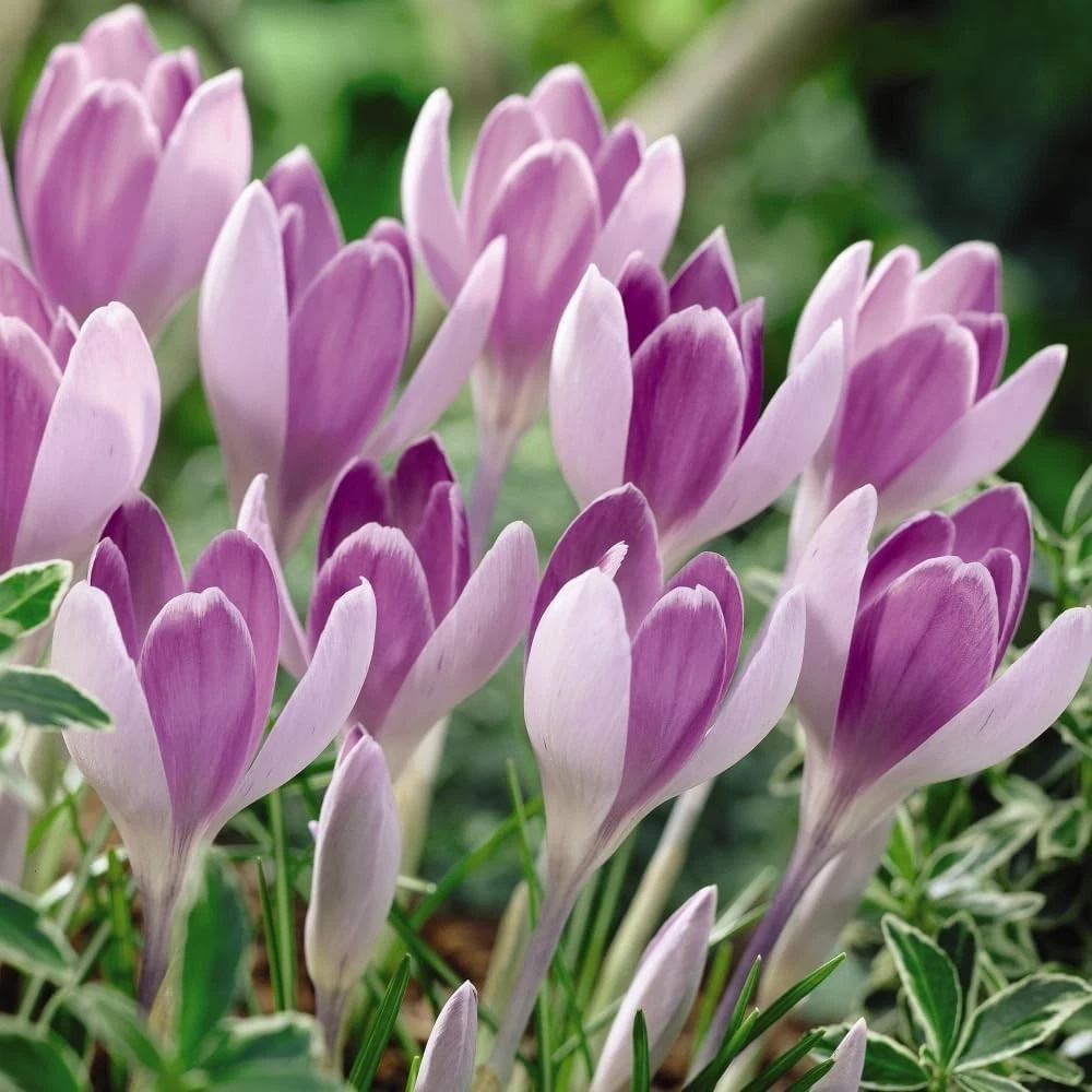 Thompson and Morgan Crocus Vanguard Planting Bulb 16 Pack Image 2