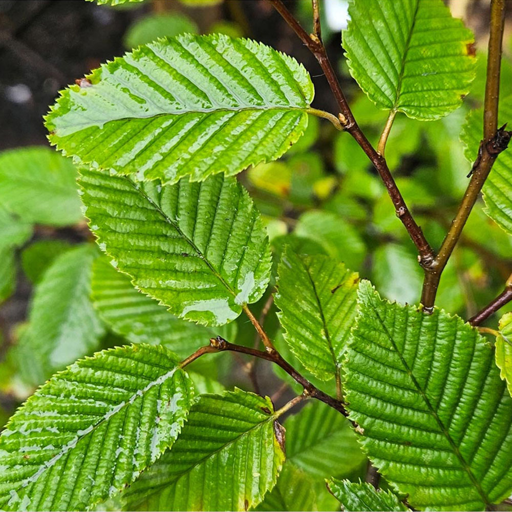 Inspirational Gifting Hornbeam Semi-Evergreen Bare Root Hedge Plant Sapling 3ft 20 Pack Image 5