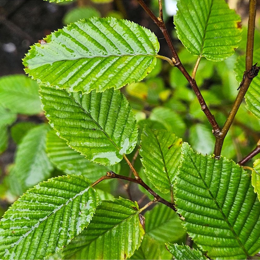 Inspirational Gifting Hornbeam Semi-Evergreen Bare Root Hedge Plant Sapling 3-4ft 5 Pack Image 5