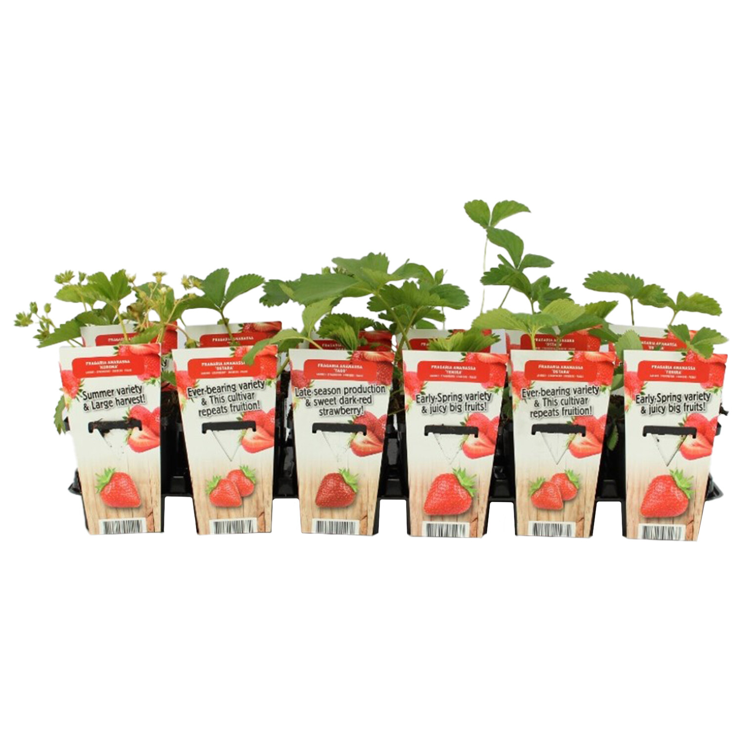 Fragaria Strawberry Plant - Early Mix / 20cm Image