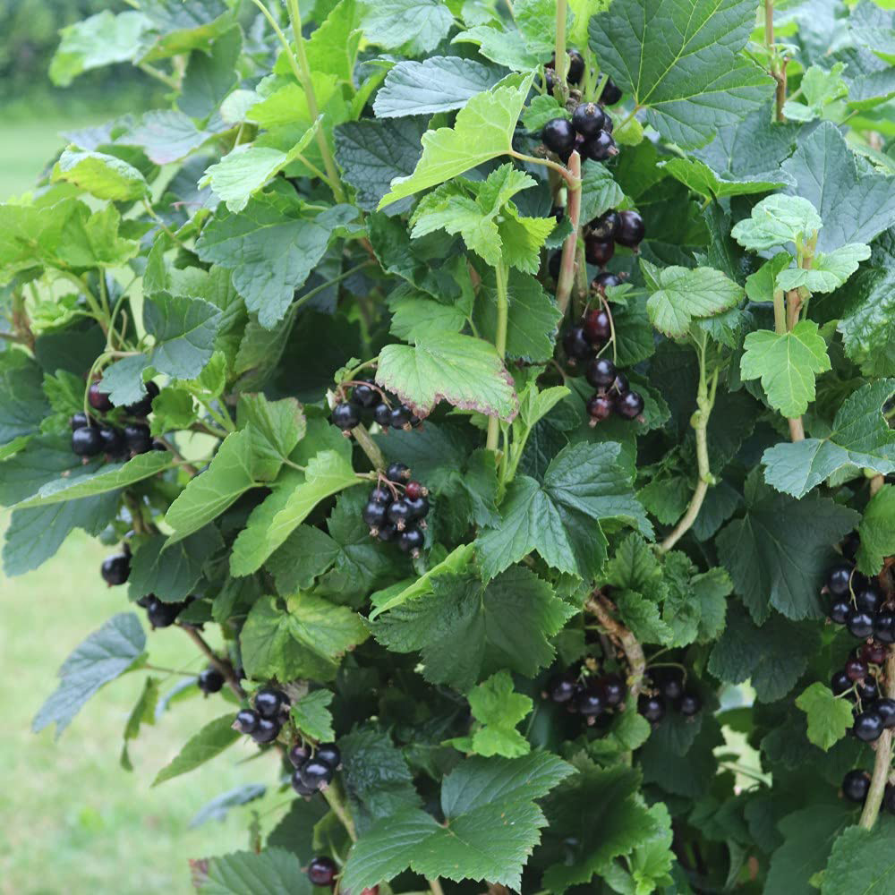 Thompson and Morgan Blackcurrant Giant Summer Pearls Potted Plant 9cm 3 Pack Image 4