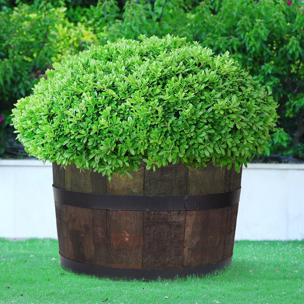 Lechuza Hortico Brown Half Barrel Wooden Planter 30cm Image 4