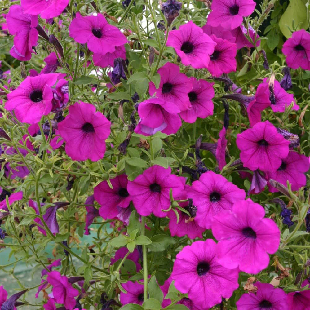 Thompson and Morgan Petunia Tickled Pink Postiplugs 10 Pack with Black and Gold Tower Plant Pot Image 1