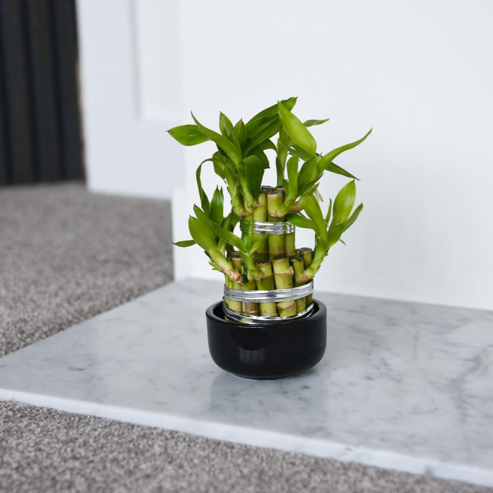 Thompson and Morgan 3 Level Dracaena Sanderiana Lucky Bamboo Plant Pot 10cm 2 Pack Image 2