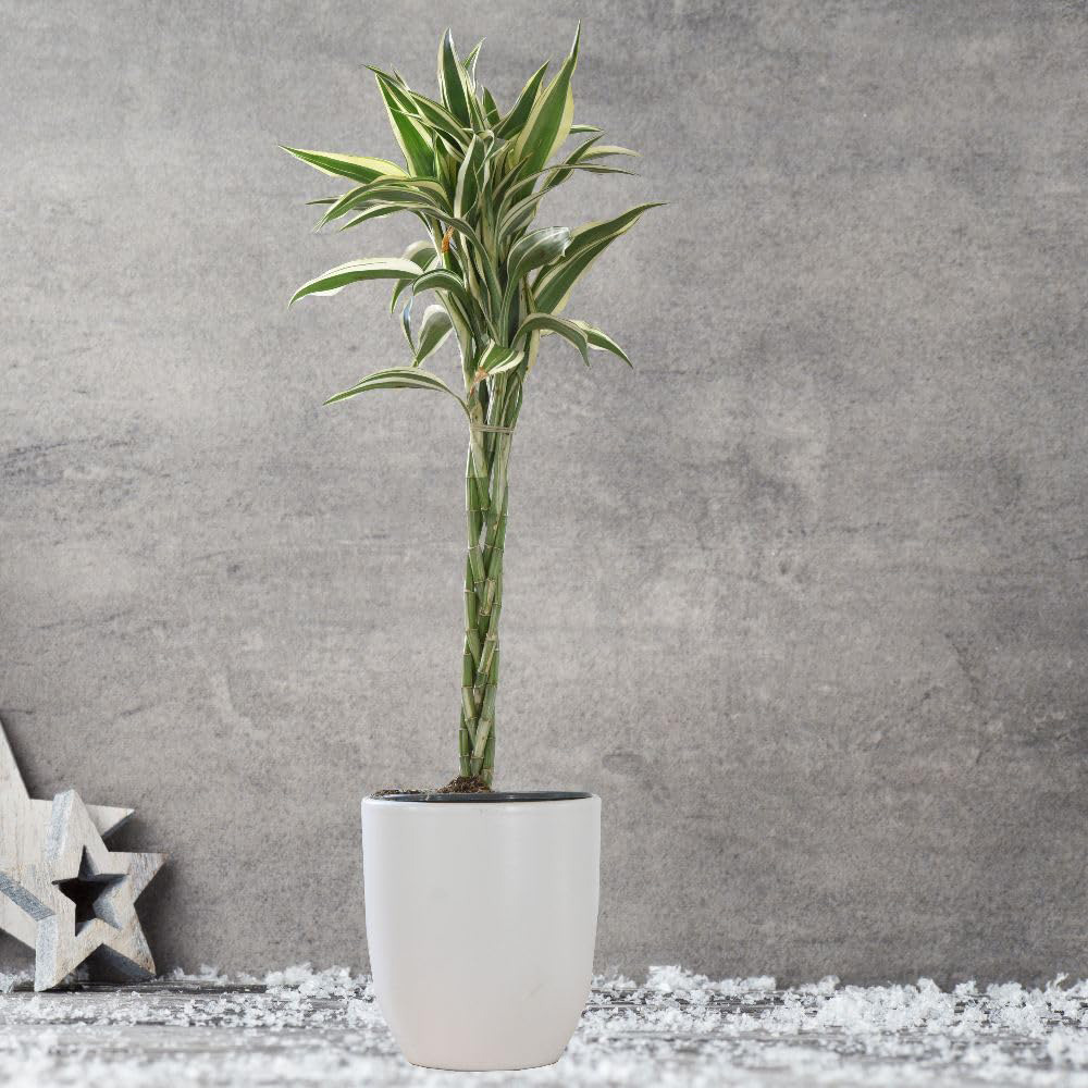 Thompson and Morgan Dracaena Surculosa Twisted Stem Plant Pot 12cm 2 Pack Image 1