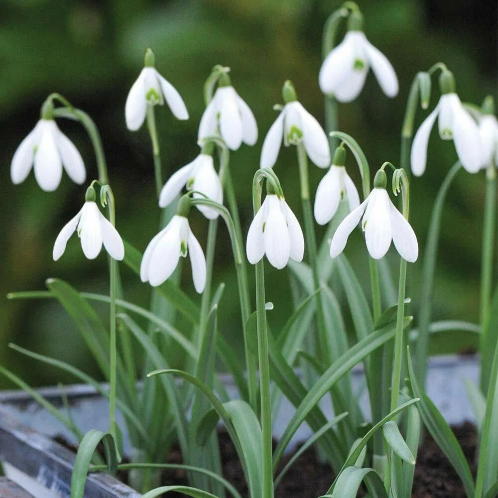 Thompson and Morgan Galanthus Elwesii Snowdrop Giant Autumn Planting Bulb 8 Pack Image 4