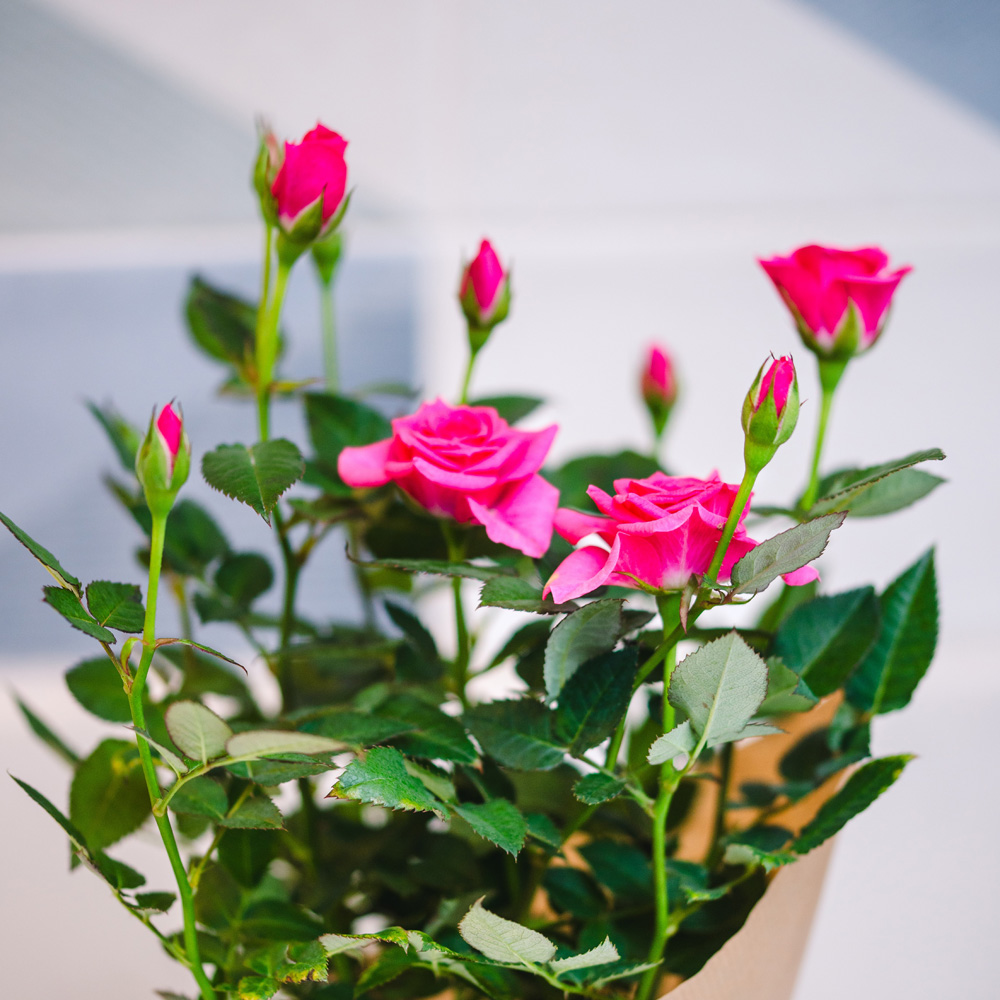 Mini Pink Rose Plant Image 3