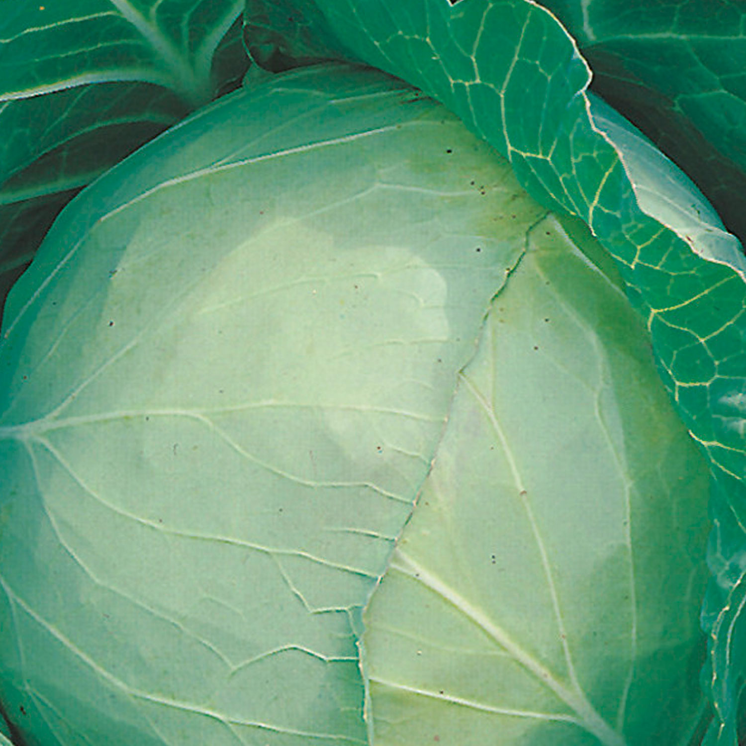 Johnsons Primo 2 Cabbage Seeds Image 1