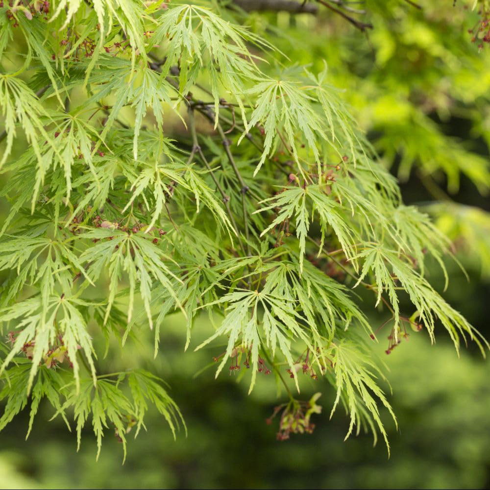 Thompson & Morgan Acer Palmatum Dissectum Plant Pot 7.5L Image 1