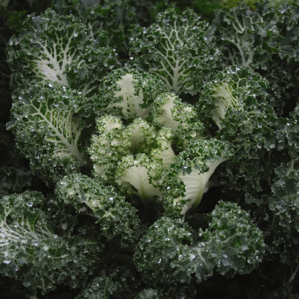 Thompson and Morgan Kale Emerald Ice Seeds Image 1