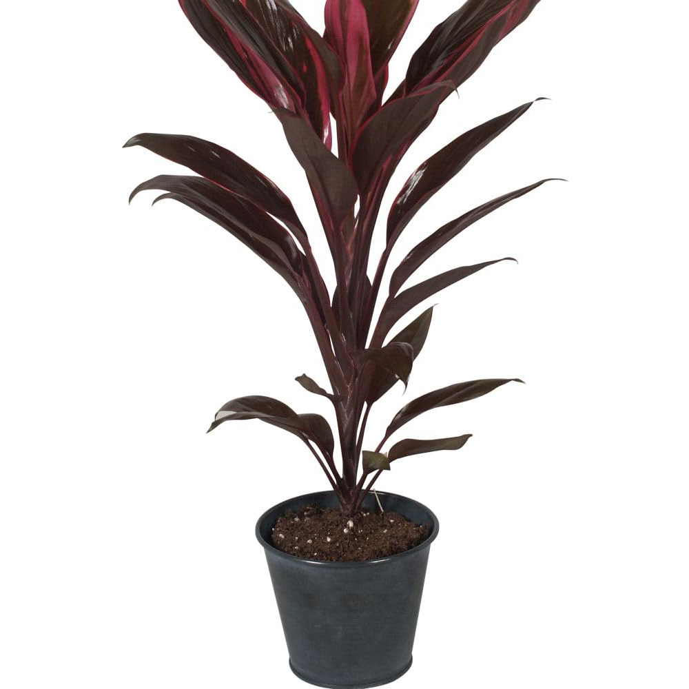Thompson and Morgan Cordyline Fruticosa Tango Plant Pot 12cm 2 Pack Image 2