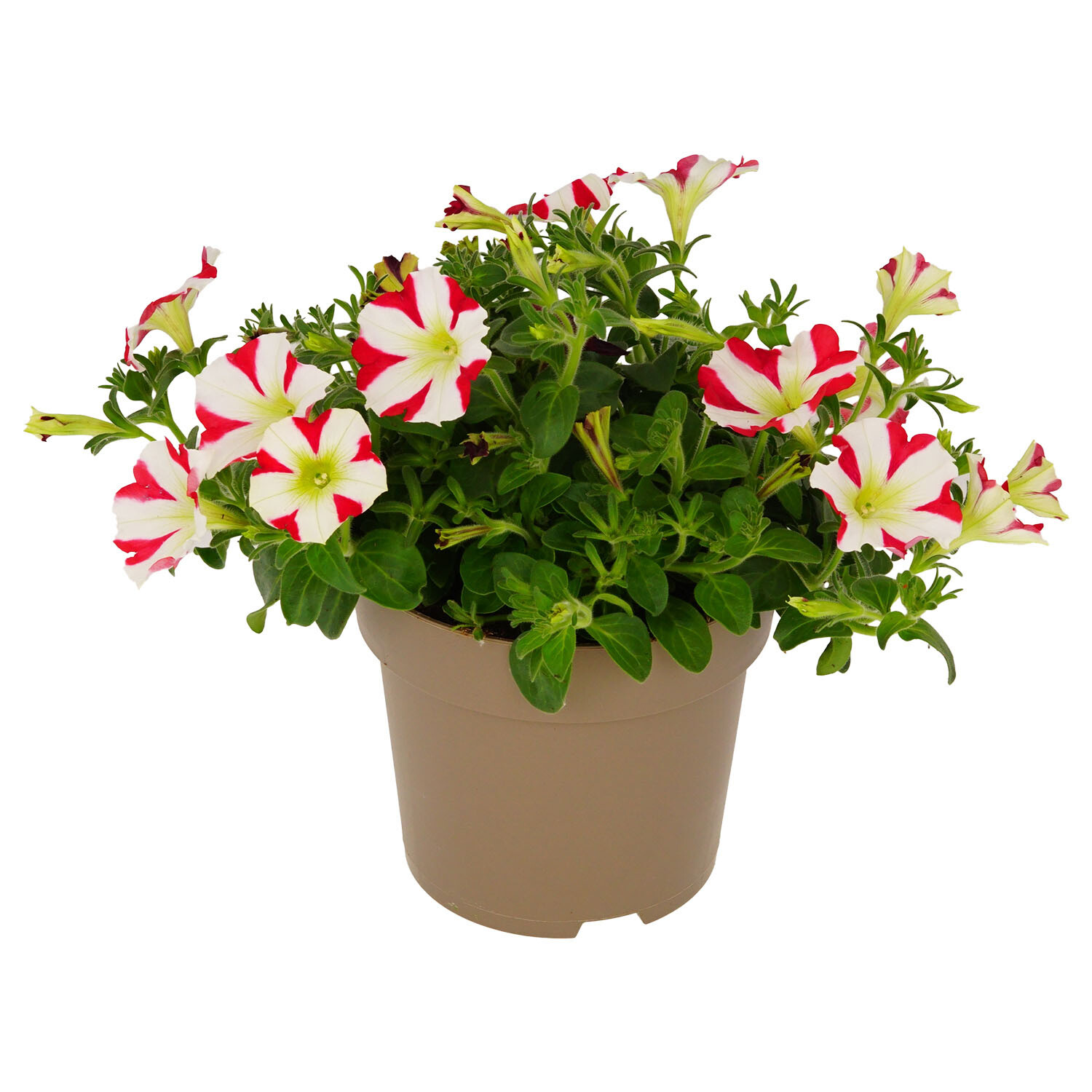 Petunia Stripes Bedding 17cm - Multicolour Image