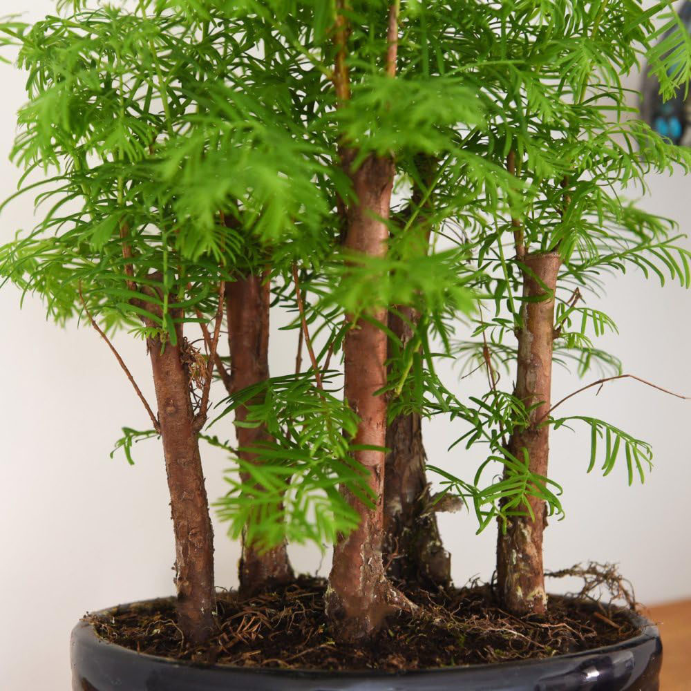 Thompson & Morgan Bonsai Metasequoia Forest Potted Plant Image 3