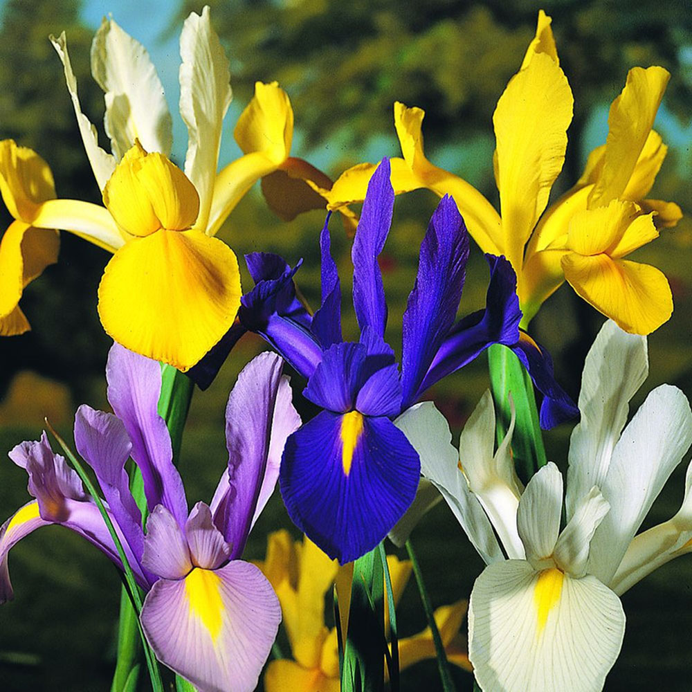 Thompson and Morgan Iris Dutch Mixed Bulbs Size 06/07 50 Pack Image 1