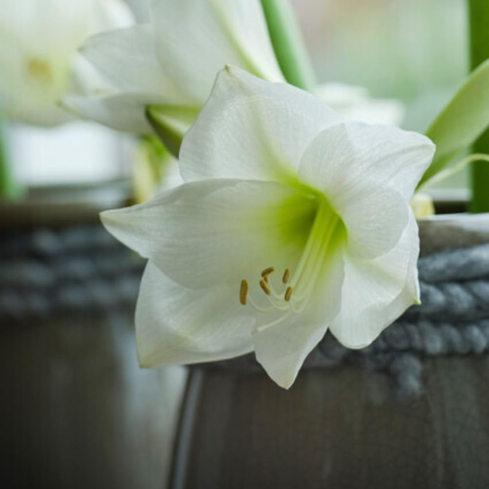 Thompson and Morgan Daffodil Super Scented Jonquilla Collection Bulbs 100 Pack Image 3
