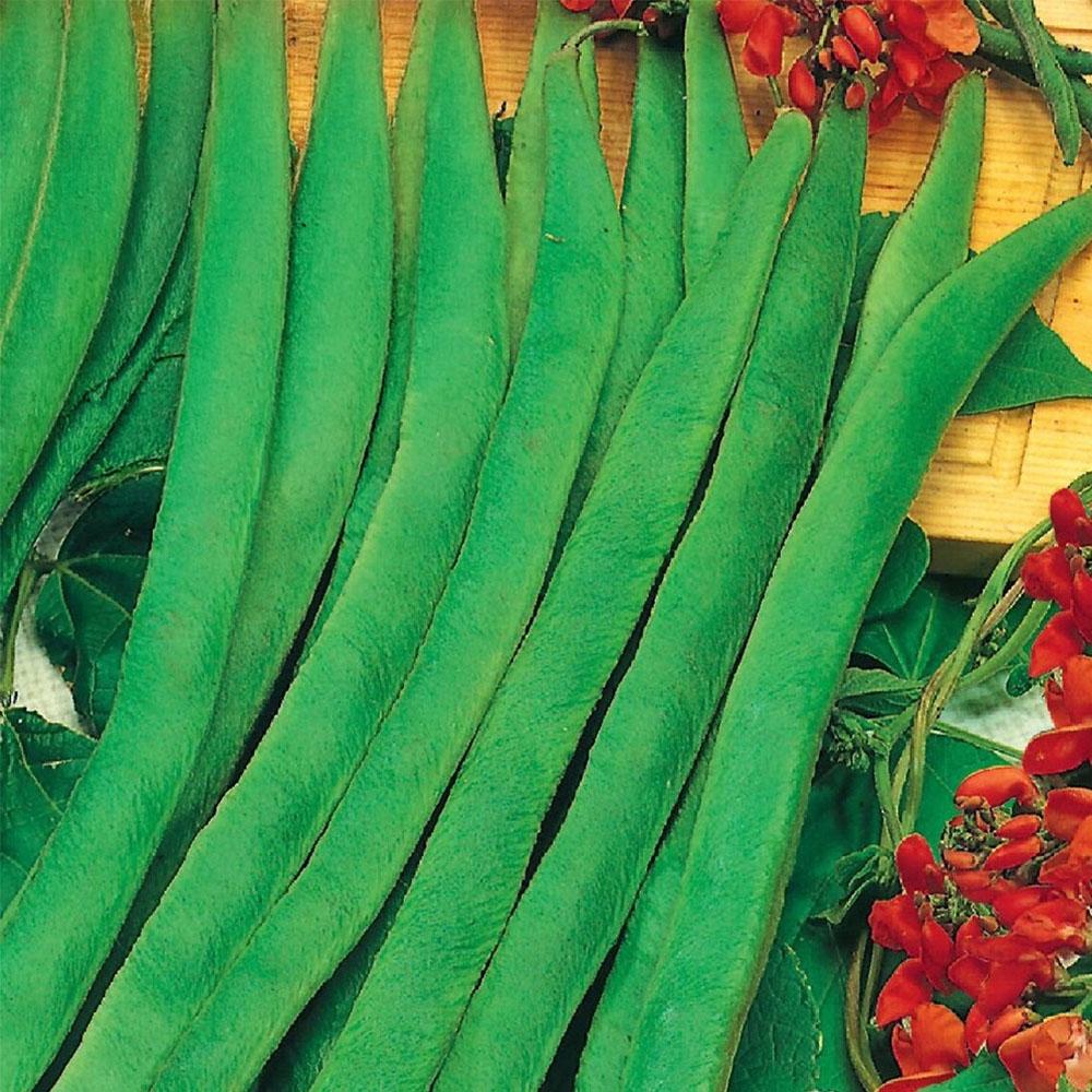 Enorma Runner Bean Seeds Image 1