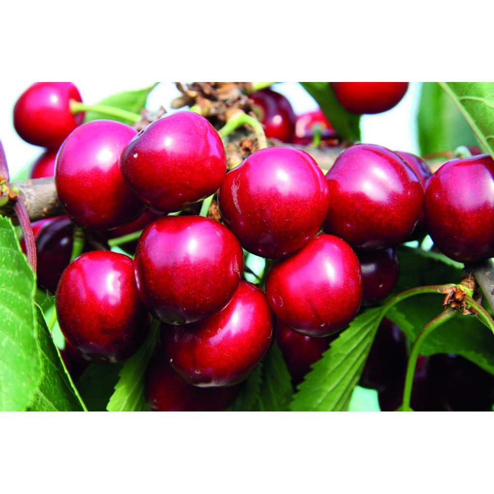 Thompson and Morgan Cherry Prunus Sunburst Colt Plant Pot 12L Image 4