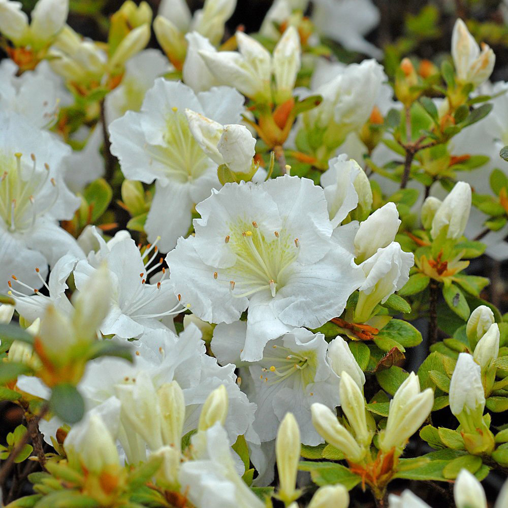 Thompson & Morgan White Azalea Dwarf Plant Pot 9cm Image 2