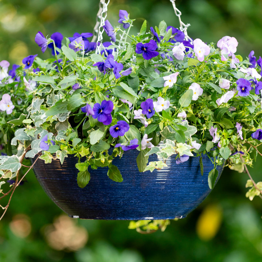 Thompson and Morgan Ocean Blue Glazed Effect Hanging Basket 35cm Image 2