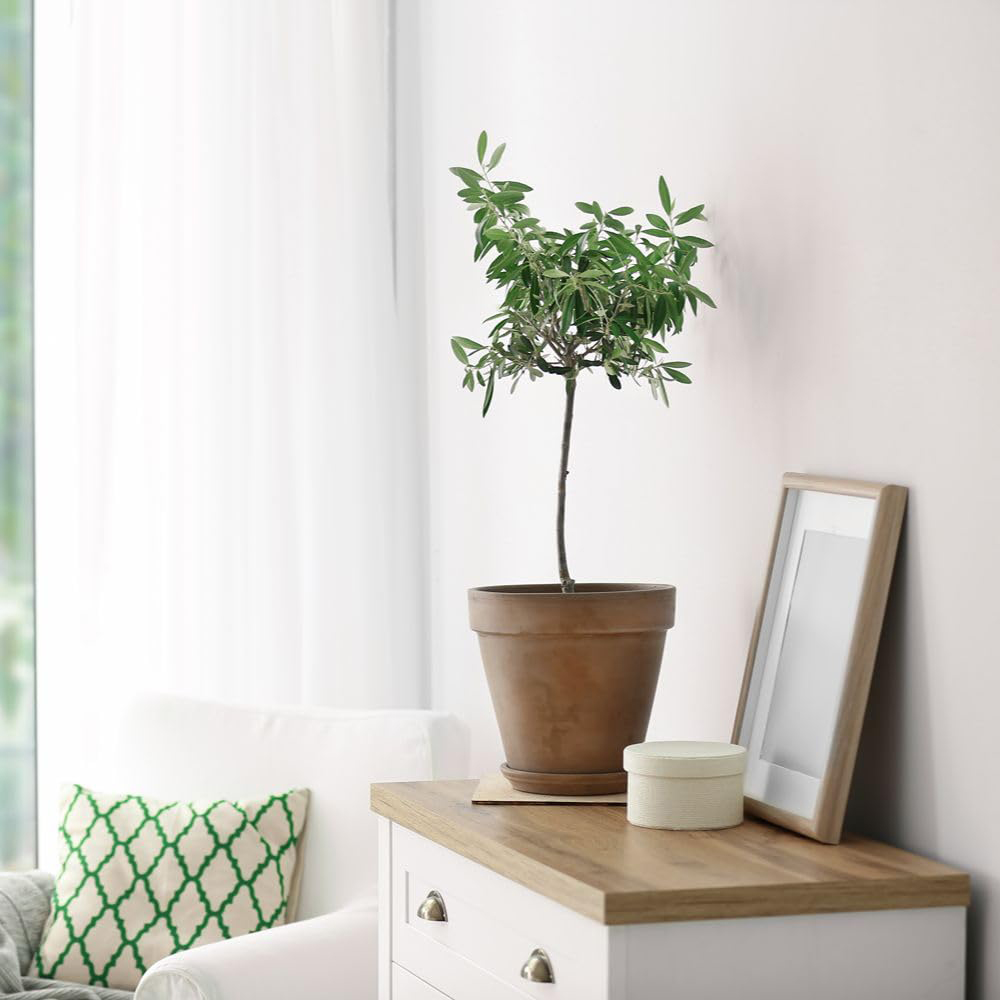 Thompson and Morgan Olea Olive Europaea Standard 80-90cm Stem Plant Pot 18cm 2 Pack Image 3