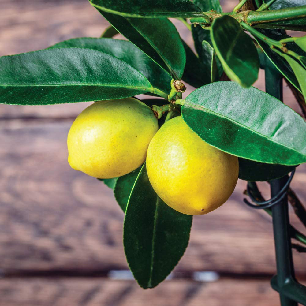 Thompson and Morgan Citrus Tree Collection Plant Pot 9cm 3 Pack Image 4