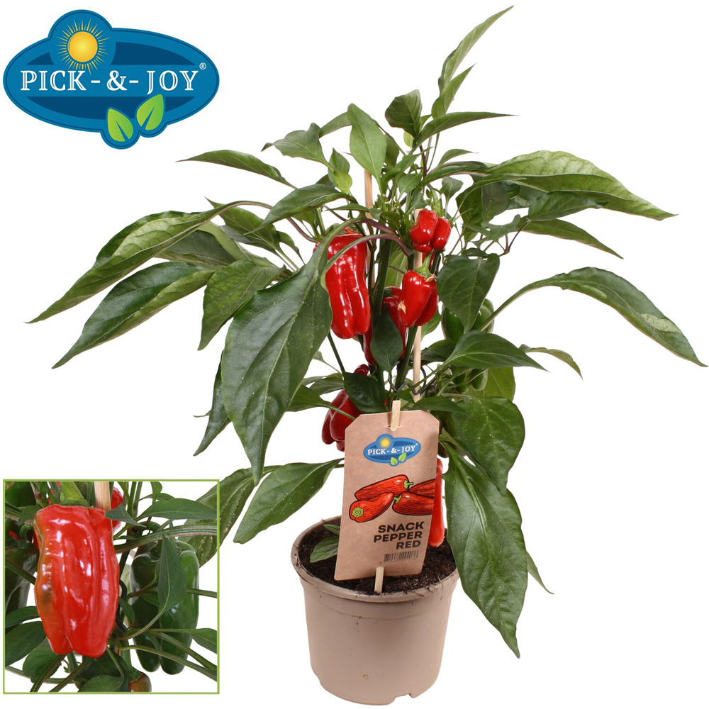 Pick-and-Joy Vegetable Mix Potted Plant Image 4