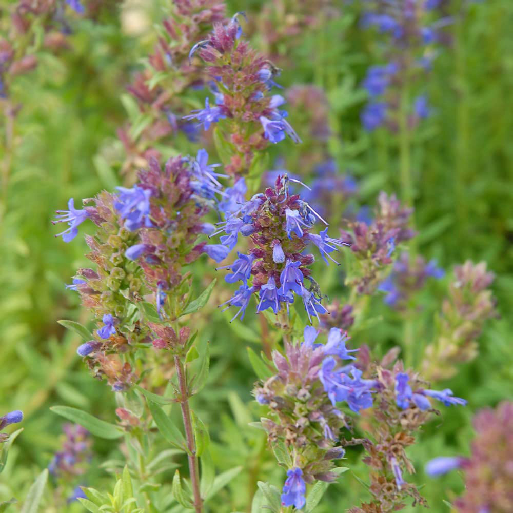 Thompson and Morgan Hyssop Promo New Kew Range Seeds Image
