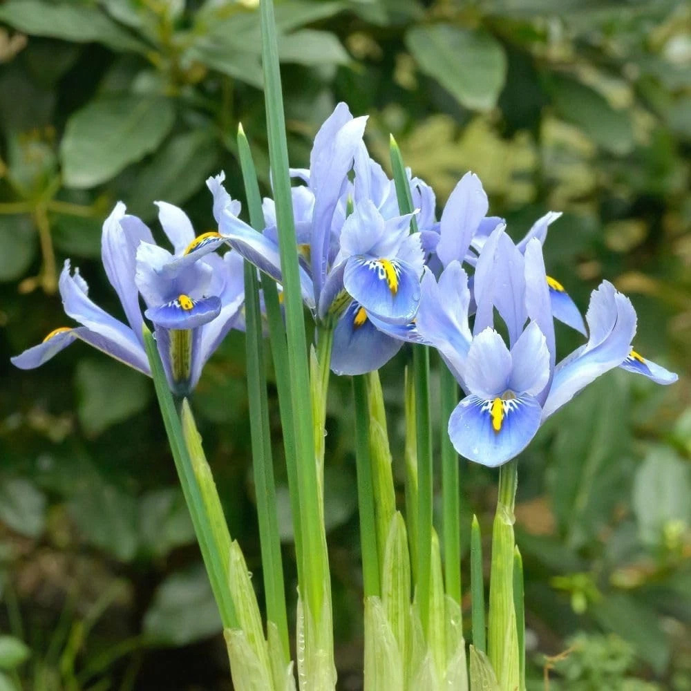 Thompson and Morgan Iris Reticulata Alida Autumn Planting Bulb 80 Pack Image 2