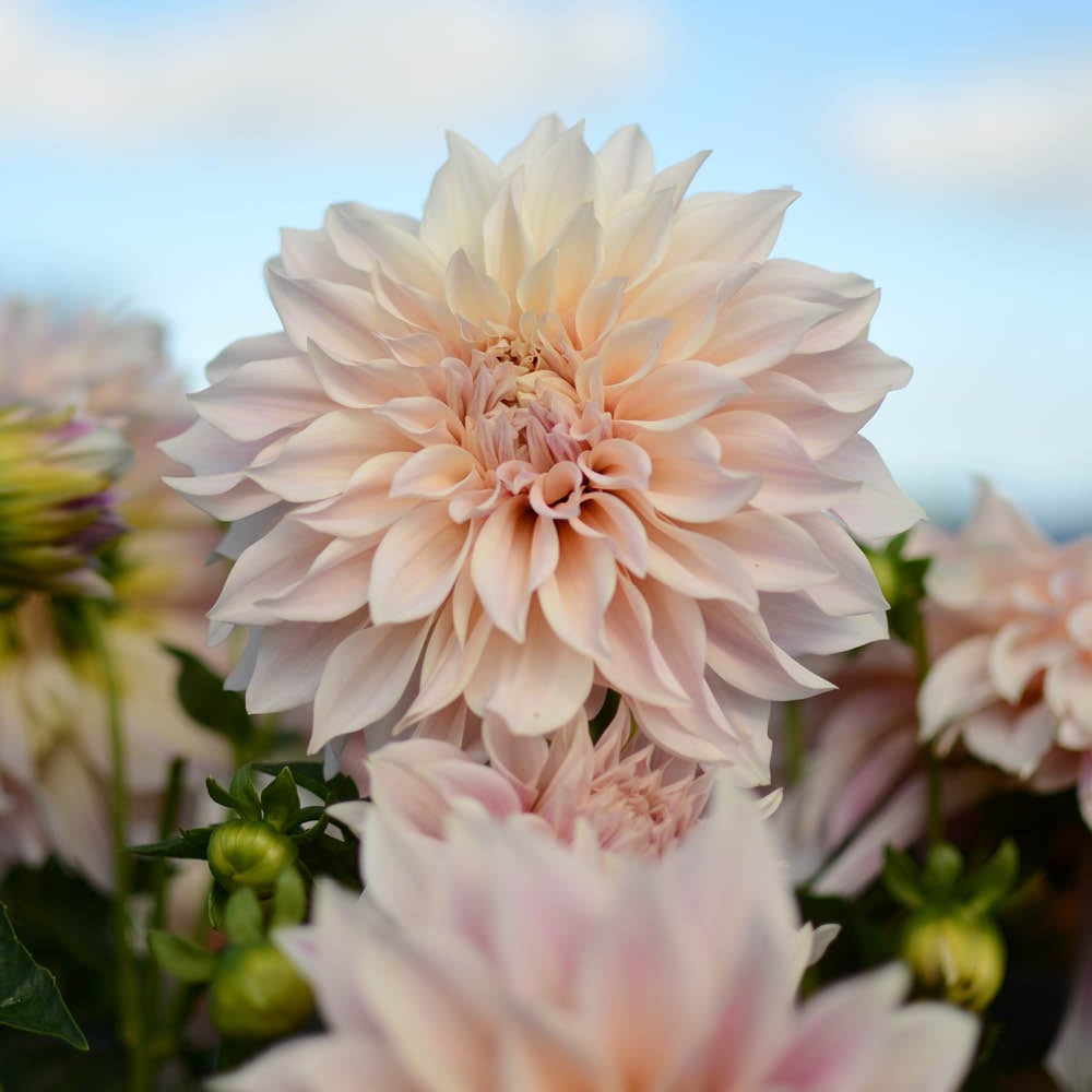 YouGarden Cafe Au Lait Dahlia Tuber 3 Pack Image 2