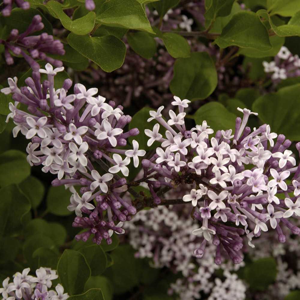 YouGarden Fragrant Dwarf Lilac Collection Plant Pot 3L 2 Pack Image 1