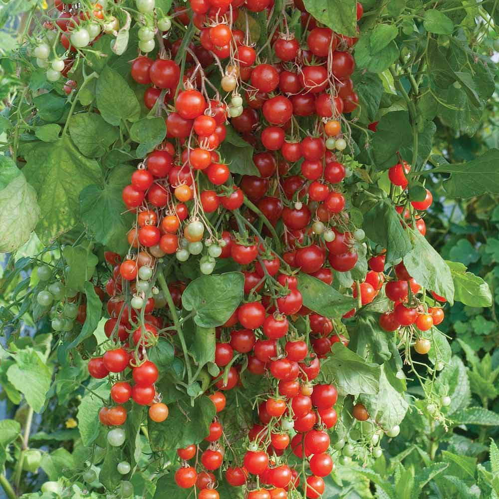 Thompson & Morgan F1 Hybrid Tomato Sweet Million Seed Packet Image 1