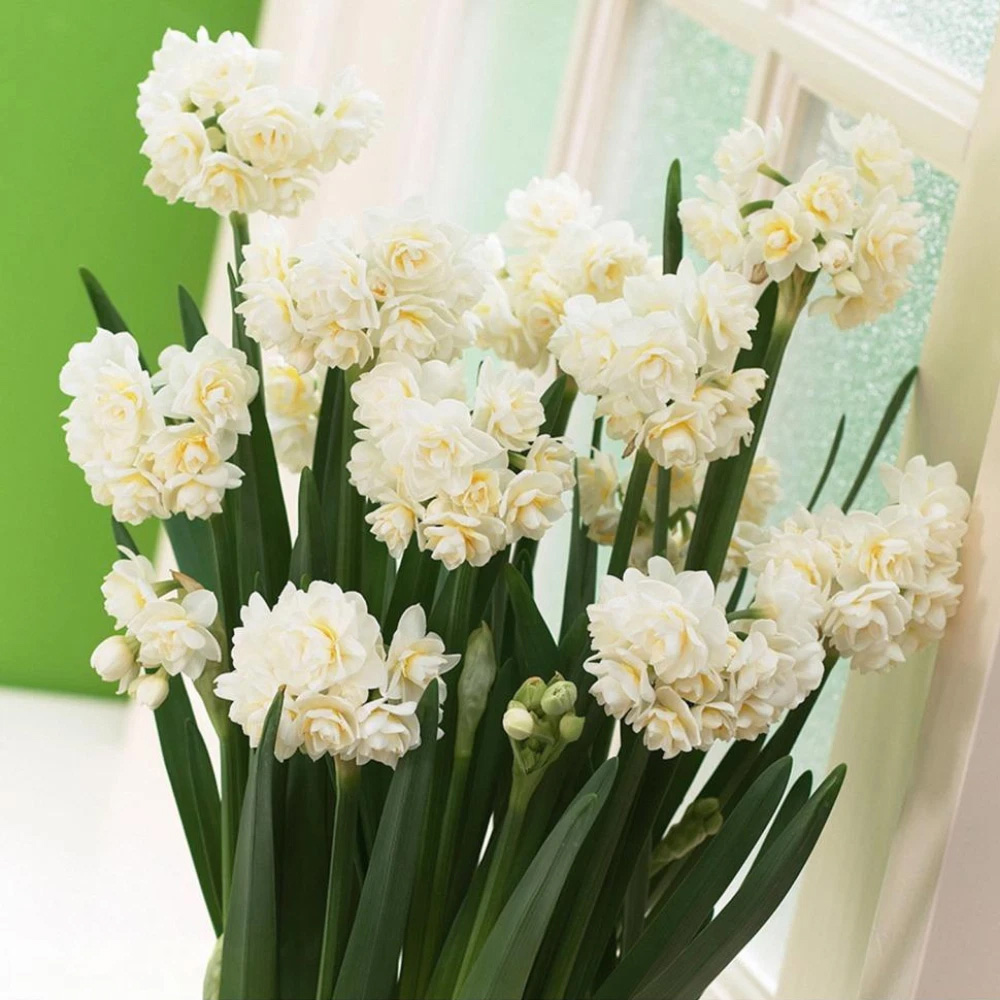 Thompson and Morgan Daffodil Scented Collection Planting Bulb 48 Pack Image 3