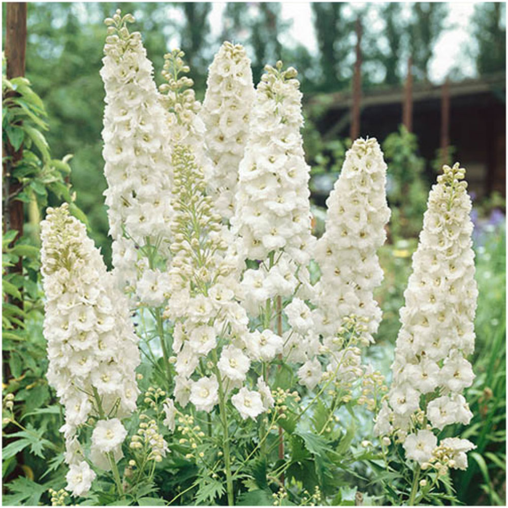 YouGarden Delphinium Collection 3 Pack Image 4