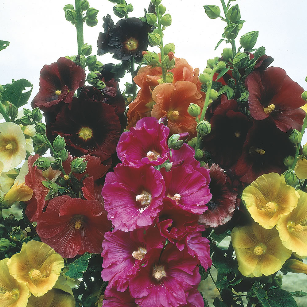 Johnsons Hollyhock Giant Single Mix Flower Seeds Image 1