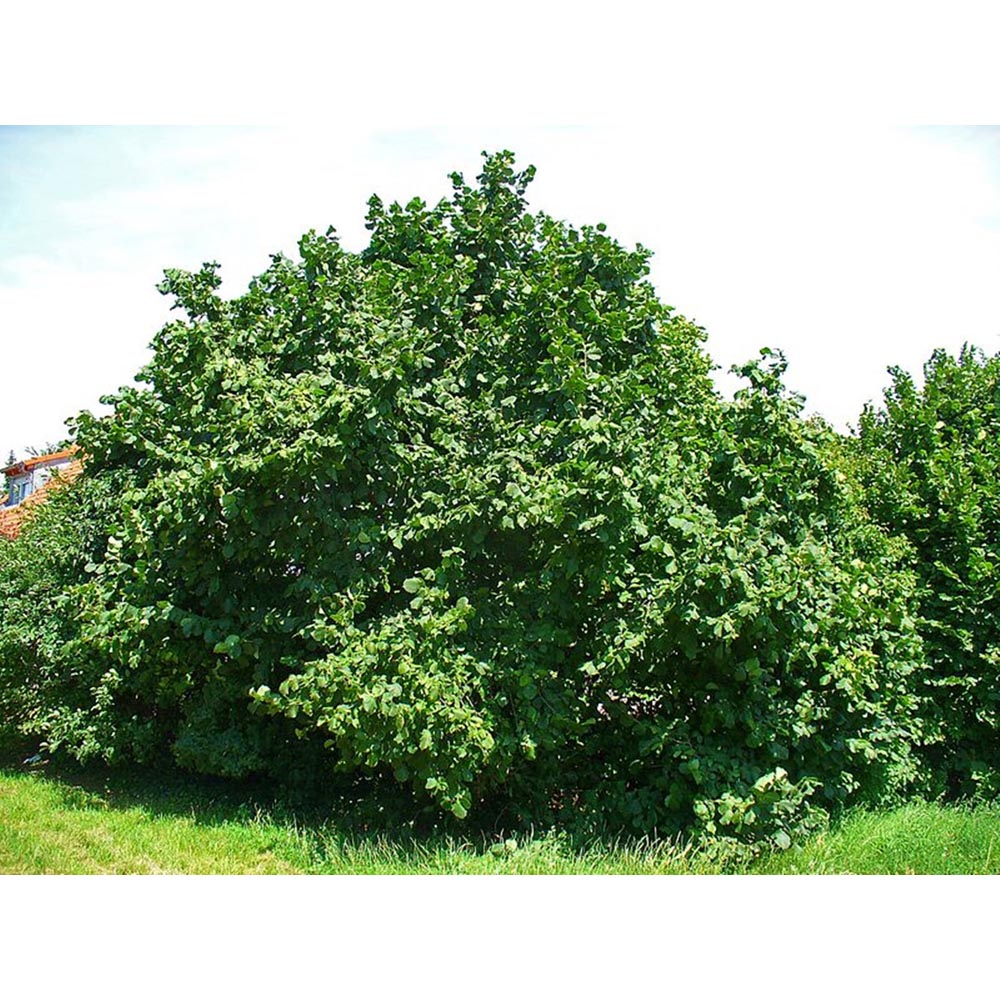 Inspirational Gifting Hazel Bare Root Hedge Plant Saplings 4ft 5 Pack Image 4