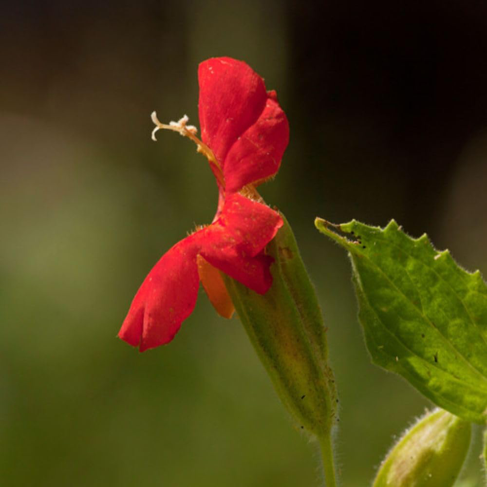 Thompson and Morgan Mimulus Cardinalis Plant Pot 9cm 3 Pack Image 3