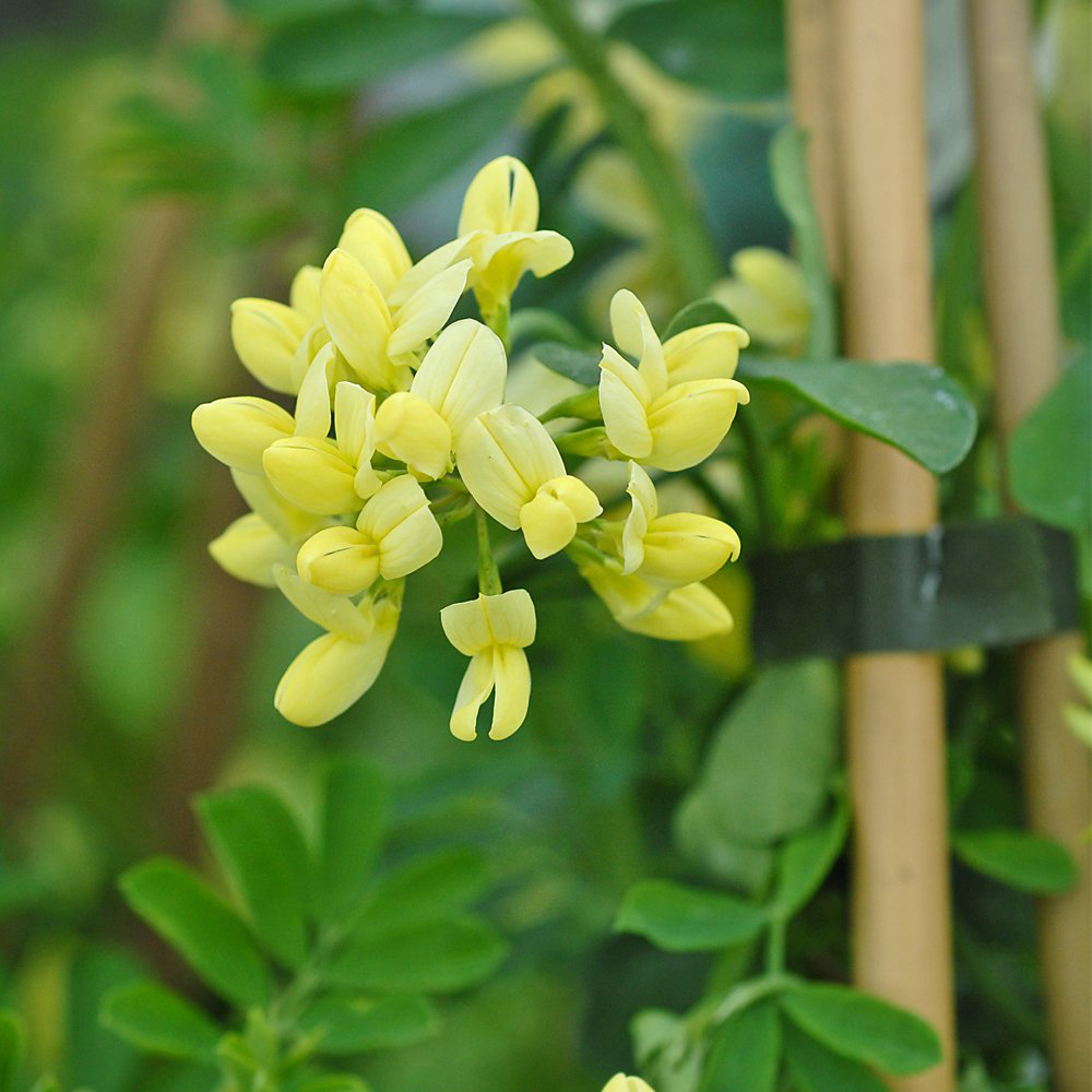 Thompson and Morgan Coronilla Citrina Plant Pot 3L 3 Pack Image 3