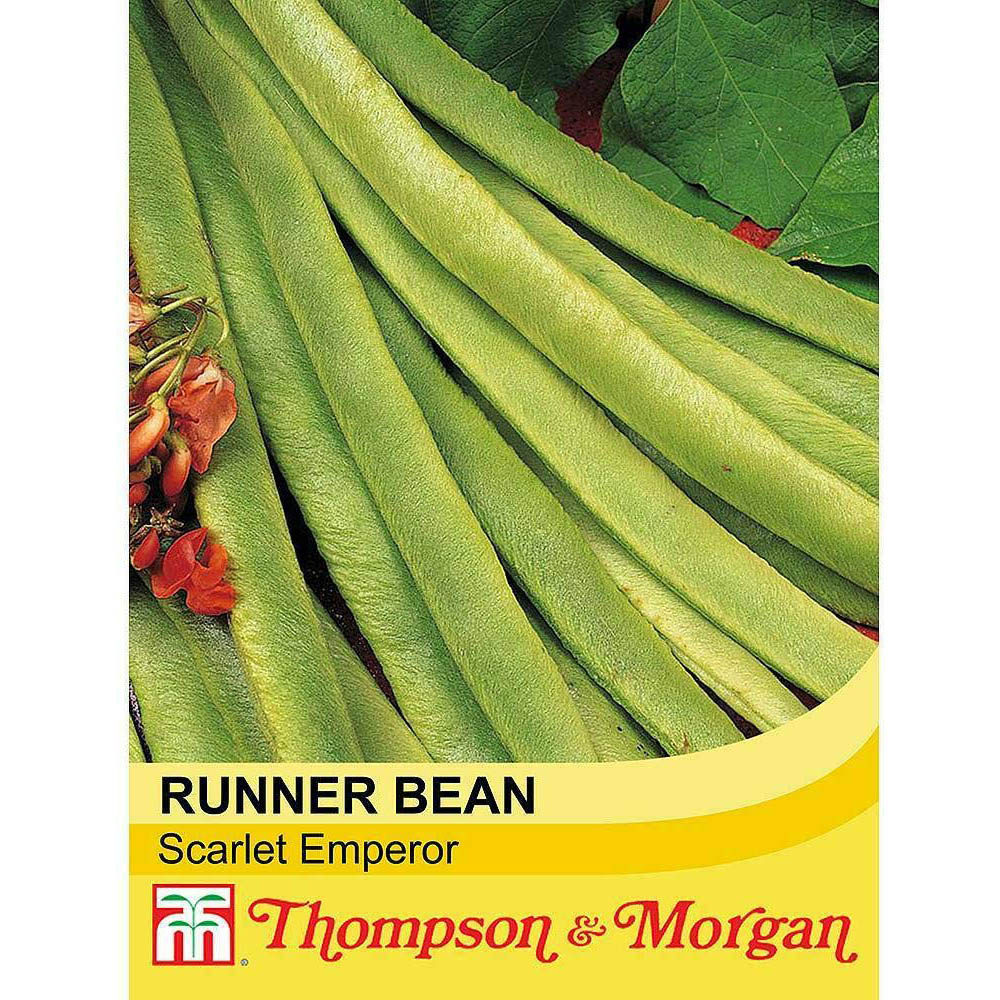 Thompson and Morgan Scarlet Emperor Runner Bean Seeds 50 Pack Image 1