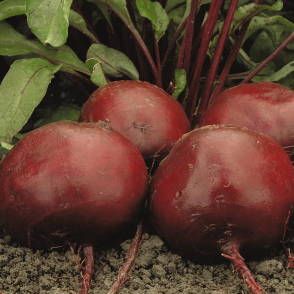 Thompson and Morgan Beetroot Moneta Seeds Image 1